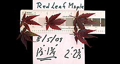 Leaf Size After defoliation